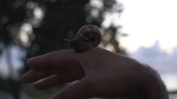 Caracol en la palma de un hombre sobre fondo borroso de árboles y el cielo. Medios. Primer plano de la mano masculina sosteniendo un gran caracol al aire libre al atardecer. — Foto de Stock