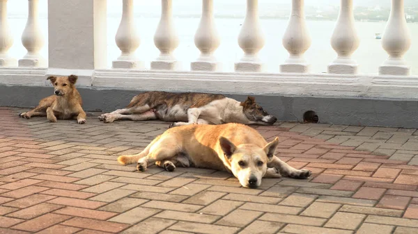 Бездомні три собаки лежать на краєвиді біля моря. Медіа. Брудні собаки сплять і відпочивають під яскравим гарячим сонцем на набережній . — стокове фото