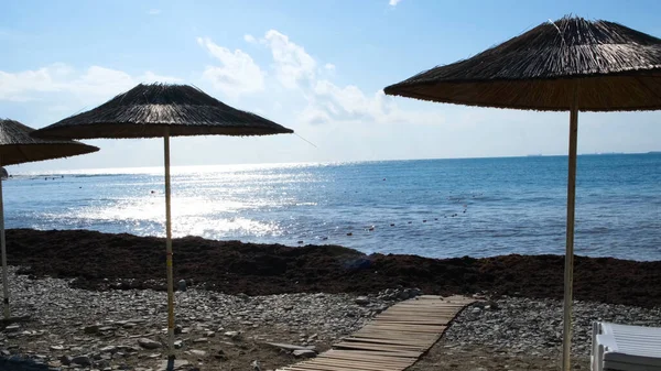 Пустой пляж с водорослями и зонтиками. Концепция. Пляж с зонтиками для туристов пуст в солнечный день. Морские водоросли, выброшенные на туристический пляж, начали гнить, отпугивая людей своим запахом. — стоковое фото