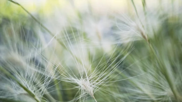 晴れた夏の日に太陽の下で若い緑の羽の草を閉じます。行動だ。ふわふわの花の美しい緑のフィールド、自然の美しさ. — ストック写真