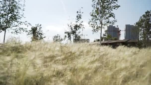 Veer gras veld op de achtergrond van de stad gebouwen en groeiende bomen. Actie. Close up van jong vedergras in het zonlicht tegen blauwe lucht. — Stockvideo