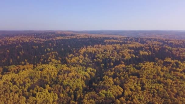 Increíble otoño del bosque dorado contra el telón de fondo del cielo azul. Clip. Reserva Natural, gigantesco parque natural de bosques mixtos de coníferas y caducifolios. — Vídeo de stock