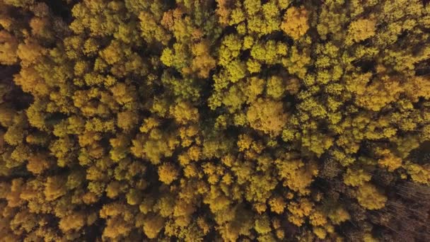 Paisagem de outono de fadas. Clipe. Vista aérea de tirar o fôlego das colinas de árvores coloridas vermelhas, alaranjadas e amarelas em uma floresta de coníferas mistas na temporada de outono. — Vídeo de Stock