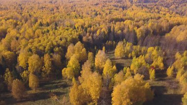 Sonbahar karışık ormanlarının üzerinde uçuyor. Şarjör. Nefes kesen renkli ağaçlar Ural, Rusya, Havadan Görünüm kozalaklı kozalaklı bir ormanla sonbahar doğal arka planı.