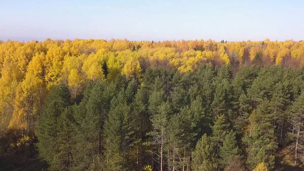 Färgglada höstskog, se form ovan fångas med en drönare. Klipp. Soligt hisnande landskap blandskog i gröna och gula färger. — Stockfoto