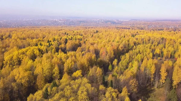 Прощался с маленьким городком. Клип. Открытый воздушный вид на ярко золотисто-зеленый смешанный лес и город на фоне. — стоковое фото