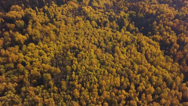 Herfstlandschap van Alpen bedekt met gele bomen op zonnige herfstdag. Een knip. Bovenaanzicht van een prachtige vallei met bos en kleurrijk herfstblad. — Stockfoto