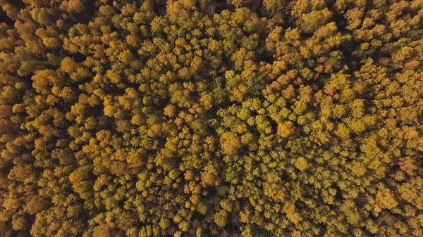 Vista superior del parque de la ciudad con árboles verdes y amarillos a principios de otoño. Clip. Impresionante vista de los coloridos árboles caducifolios de color naranja y amarillo en el parque nacional en un día soleado. — Foto de Stock