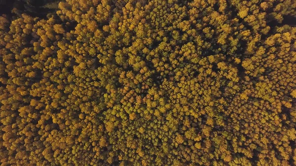 Paesaggio autunnale fatato. Clip. Vista aerea mozzafiato sulle colline di colorati alberi rossi, arancioni e gialli in una foresta mista di conifere nella stagione autunnale. — Foto Stock