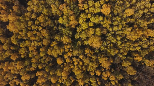 Top view of city park with green and yellow trees in early autumn. Clip. Breathtaking view of the colorful orange and yellow deciduous trees in the national park on a sunny day.