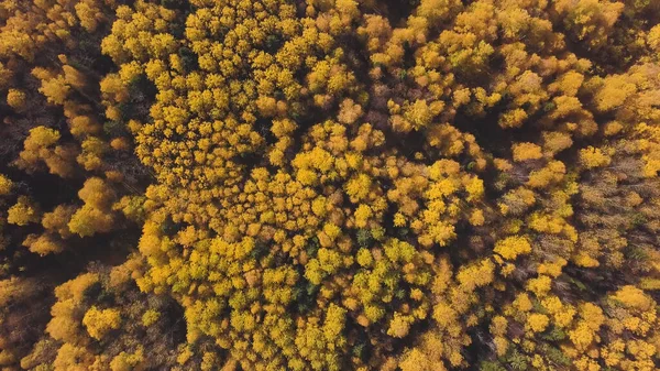 美丽的秋天森林,黄红相间,空中尽收眼底.剪断。秋天美丽的泰加森林，自然资源和生态概念. — 图库照片