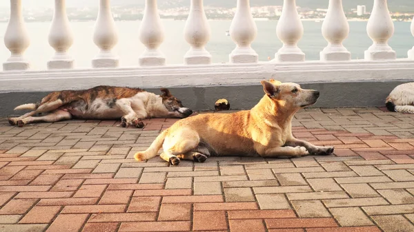 Bezdomne psy śpią i odpoczywają na zewnątrz. Media. Biedny brązowy pies cierpiący na pchły leżące na brukowanym chodniku pod jasnym letnim słońcem. — Zdjęcie stockowe