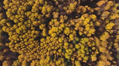 Altai 'nin rengarenk sonbahar dağ ormanları manzarası. Şarjör. Doğa ve ekoloji kavramı, Rus kırsal alanı, Sibirya, Altai.