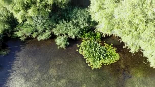 Pemandangan udara dari kolam hijau dengan semak-semak dan bunga lili air hijau. Jepit. Puncak pemandangan alam musim panas dengan lumut hijau, vegetasi di danau kecil. — Stok Video