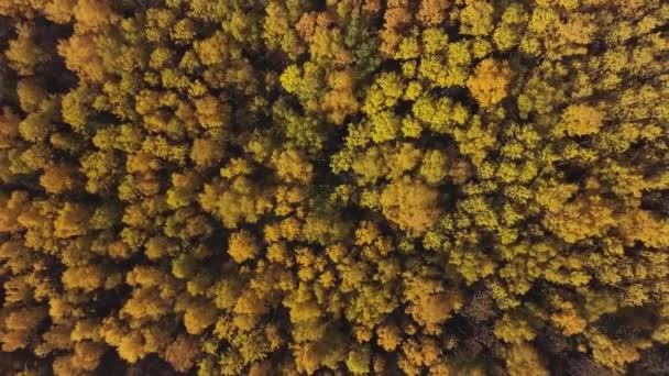 Top view of city park with green and yellow trees in early autumn. Clip. Breathtaking view of the colorful orange and yellow deciduous trees in the national park on a sunny day. — Stock Video