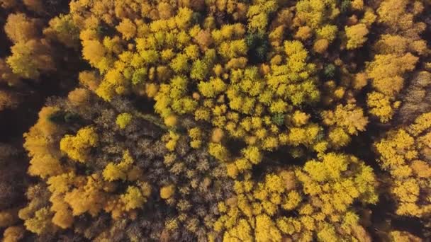 노랗고 붉은 나무가 있는 아름다운 가을 숲, 공중에서 본 풍경. 클립. 가을의 아름다운 타이가 숲, 천연 자원과 생태학의 개념. — 비디오