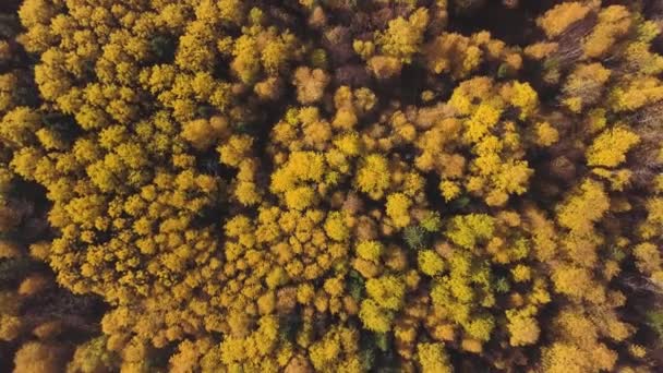 Вид воздушного Алтая на красочный осенний горный лес. Клип. Природа и экология открытая концепция, сельский пейзаж России, Сибирь, Алтай. — стоковое видео