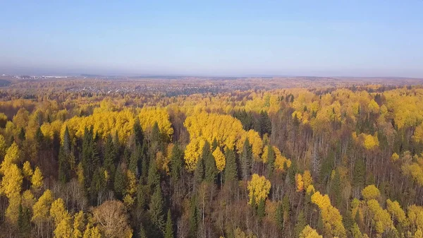 Kolorowy jesienny las, widok z góry schwytany dronem. Klip. Słoneczny zapierający dech w piersiach krajobraz lasu mieszanego w kolorach zielonym i żółtym. — Zdjęcie stockowe