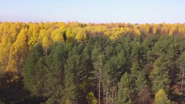 五彩缤纷的秋天森林,上面的观景形态被无人驾驶飞机捕获.剪断。五彩缤纷的绿黄混交林阳光灿烂的风景. — 图库视频影像