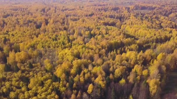 Hermoso valle arbolado con una pequeña ciudad. Clip. Vista aérea de otoño del brillante bosque mixto dorado y verde y la ciudad en el fondo. — Vídeo de stock