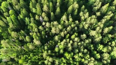 Yeşil orman tepe örtüsü yukarıdan aşağıya doğru yemyeşil ağaçları gösteriyor.