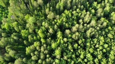 Yükseklerden görünen yemyeşil orman tepe örtüsü altı parçalı bir montajda