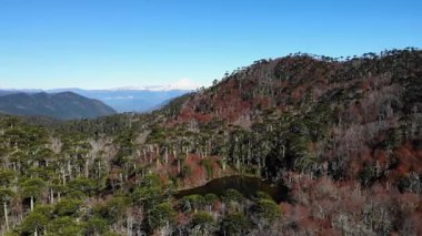 Conguillio Ulusal Parkı 'nın göz kamaştırıcı hava manzarası canlı sonbahar yaprakları ve llaima volkanı sergiliyor. Yüksek kalite 4k görüntü