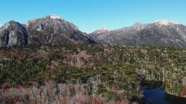 Conguillio Ulusal Parkı 'nın göz kamaştırıcı hava manzarası güneşli bir sonbahar gününde araucaria ağaçları ve bir lagün sergiliyor.