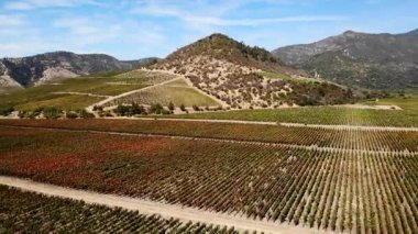 Uçsuz bucaksız bir üzüm bağının üzerinde renkli bir sonbahar yaprağıyla bir dağ vadisinde uçan manzara görüntüsü. Medya