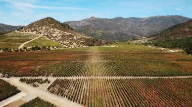 Güneşli bir sonbahar gününde bir vadide uzun asma sıralarının üzerinde uçan drone görüntüleri. Medya