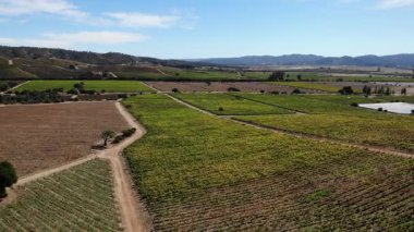 Açık mavi gökyüzünün altında sıralanmış üzüm bağları olan geniş bir tarım arazisi. Medya