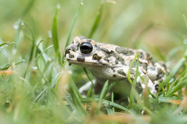 Young Toad green in the grass — Stock Photo, Image