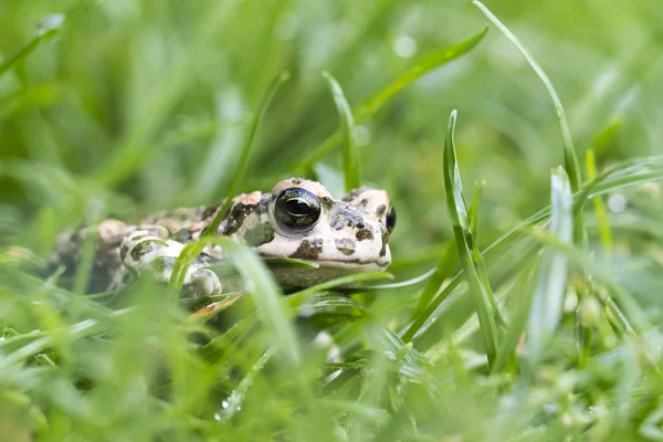 Young Toad green in the grass — Stock Photo, Image