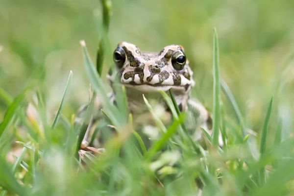 Young Toad green