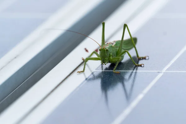 Grasshopper to photovoltaic panel — Stock Photo, Image