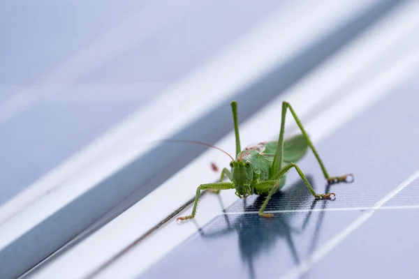 Grasshopper to photovoltaic panel — Stock Photo, Image