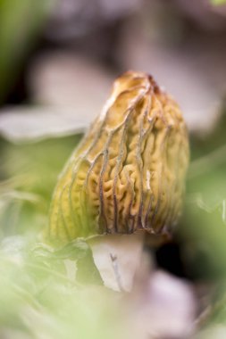 Morel