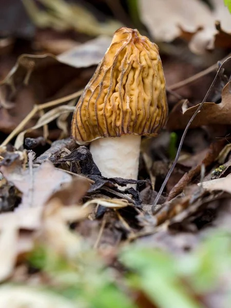 Morel