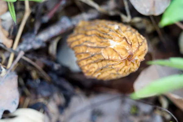 Morel
