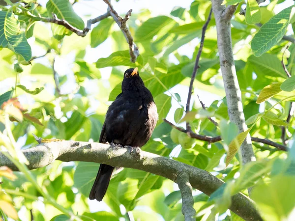 Turdus merula — Stock Photo, Image