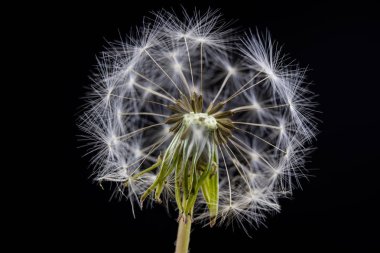 Karahindiba yakın çekim içinde tohumları. Tahıl Rüzgar tarafından yayıldı. Her nesil sevindim çocuklar Dandelions üzerinde üfleme. Bahar mevsimi.