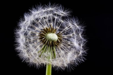 Karahindiba yakın çekim içinde tohumları. Tahıl Rüzgar tarafından yayıldı. Her nesil sevindim çocuklar Dandelions üzerinde üfleme. Bahar mevsimi.
