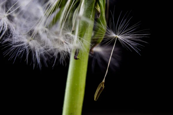 Karahindiba Yakın Çekim Içinde Tohumları Tahıl Rüzgar Tarafından Yayıldı Her — Stok fotoğraf