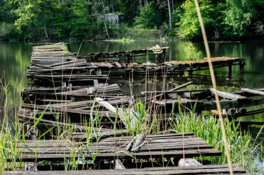 Ormandaki bir sarma ahşap köprü. Bir köprü bir dendroloji park boyunca giden orman yolu. Bahar mevsimi.