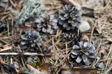 Çam ağacı kozalakları bir ormanlık alanda. Çam meyve kumlu bir yolda. Yaz sezonu.