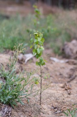 Ormandaki bir genç huş ağacı. Kumlu toprak yaprak döken küçük bitki. Bir yıl yaz.