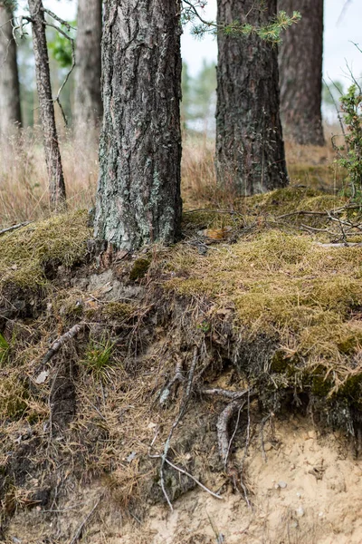 Pine Wortels Zichtbaar Helling Bomen Groeien Een Helling Een Bosrijke — Stockfoto