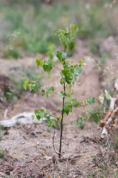 Ormandaki bir genç huş ağacı. Kumlu toprak yaprak döken küçük bitki. Bir yıl yaz.