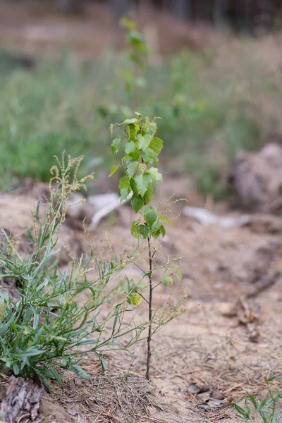 Ormandaki bir genç huş ağacı. Kumlu toprak yaprak döken küçük bitki. Bir yıl yaz.