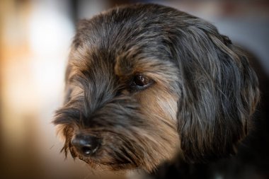 Avlu evde çalışan köpek. Ev hayvanlar bir arka bahçe çim üzerinde. Bahar mevsimi.